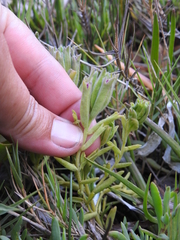 Chloropyron maritimum