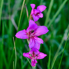 Gladiolus palustris