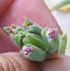 Chloropyron maritimum