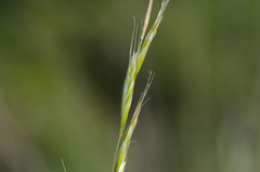 Helictochloa bromoides