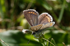 Polyommatus icarus