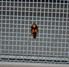 Lebia fuscata