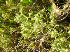 Chloropyron maritimum