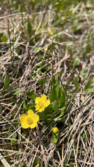 Ranunculus glaberrimus