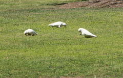 Cacatua sanguinea gymnopis