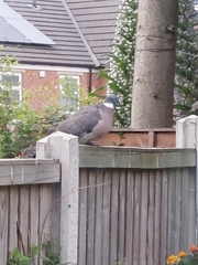 Columba palumbus