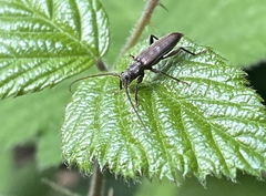 Opsimus quadrilineatus