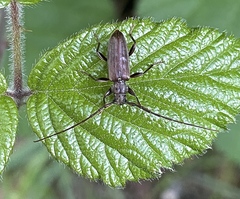 Opsimus quadrilineatus
