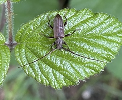 Opsimus quadrilineatus