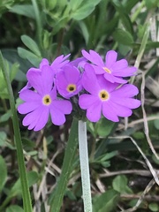 Primula farinosa