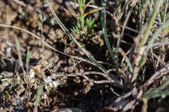 Helictochloa bromoides