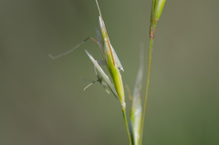 Helictochloa bromoides