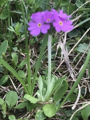 Primula farinosa