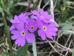 Primula farinosa