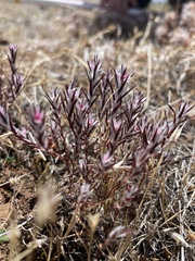Polygonum bidwelliae