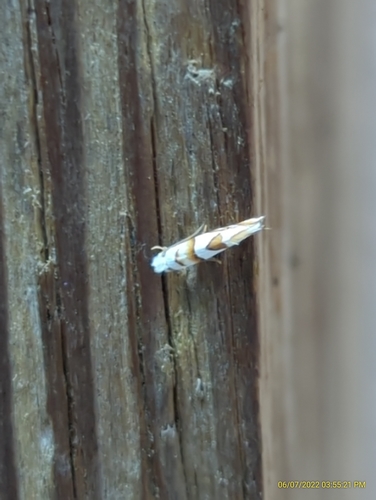 Pompostolella charipepla