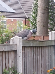 Columba palumbus
