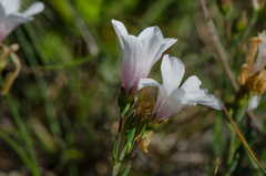 Linum appressum appressum