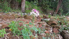 Cleome spinosa