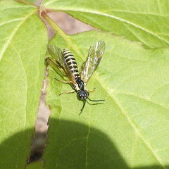 Strongylogaster multicincta