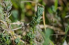 Linum appressum appressum