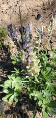 Lupinus cervinus