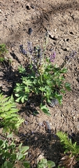 Lupinus cervinus