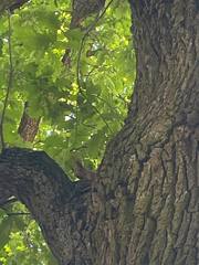 Sciurus vulgaris