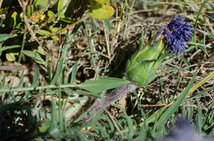 Carthamus mitissimus