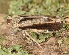 Melanoliarus placitus