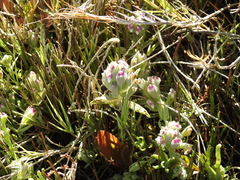 Chloropyron maritimum