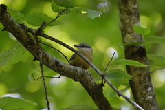 Sitta europaea caucasica