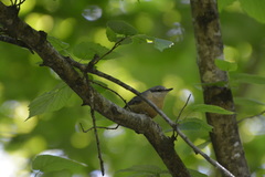 Sitta europaea caucasica