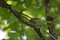 Sitta europaea caucasica