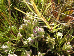Chloropyron maritimum