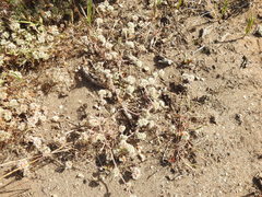 Chorizanthe cuspidata