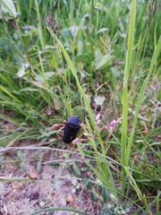 Thanatophilus rugosus