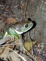 Mexican Giant Tree Frog photo 1