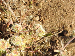 Chorizanthe cuspidata