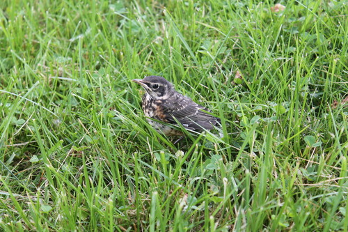 American Robin photographed in Indiana