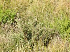 Cirsium andrewsii