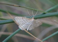 Idaea macilentaria