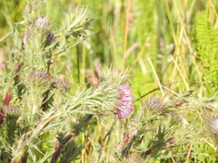 Cirsium andrewsii