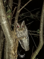 Megascops seductus