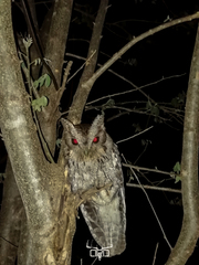 Megascops seductus
