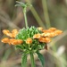 Leonotis ocymifolia raineriana - Photo (c) magdastlucia,  זכויות יוצרים חלקיות (CC BY-NC), הועלה על ידי magdastlucia