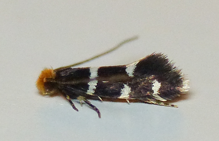 Eudarcia simulatricella