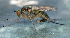 Dolichopus contiguus