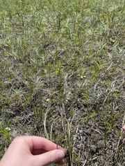 Hesperostipa spartea