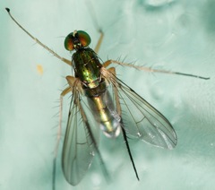 Dolichopus contiguus